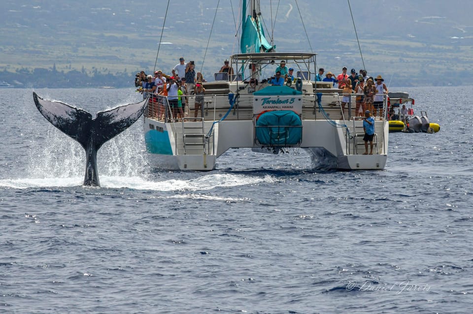 Maui: Ka’anapali Whale Watching Cruise on Luxury Sailboat – Kaanapali, Hawaii