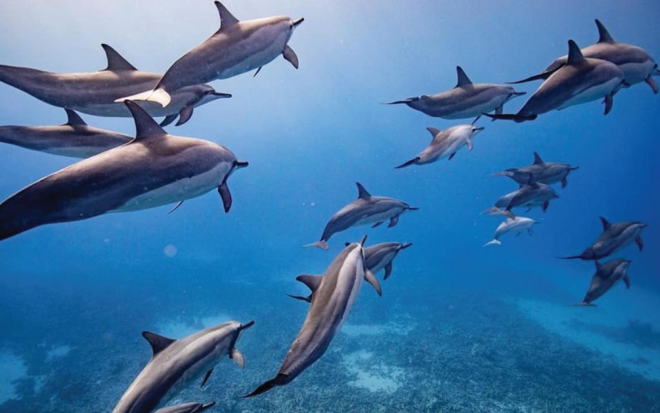 Maui: Semi-Private Eco-Raft Lanai Snorkel & Dolphin Tour – Lahaina, Hawaii