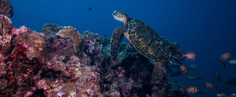 Maui: Small Group Shark & Turtle Scuba Dive from Shore – Lahaina, Hawaii