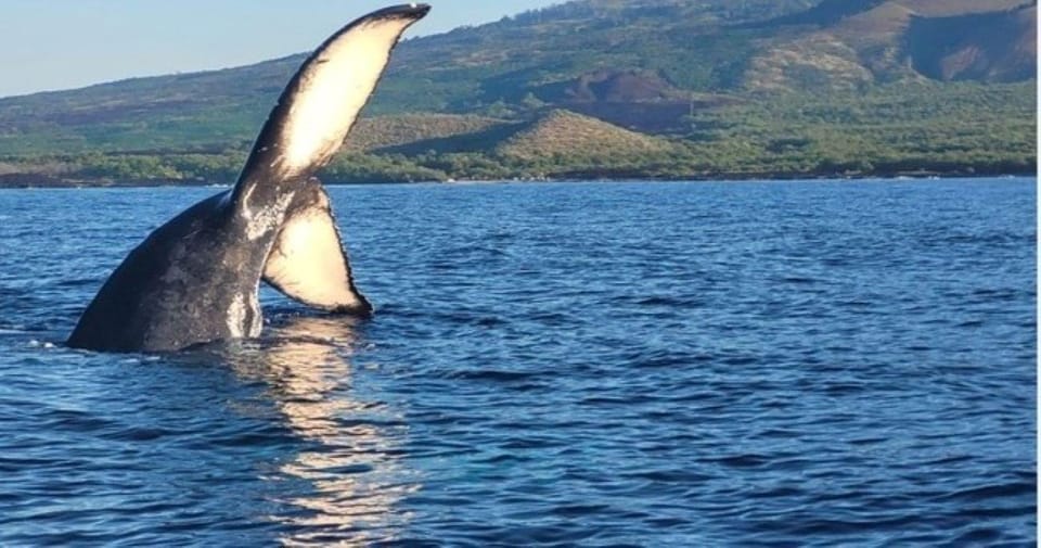 Maui: Whale Watching Tour – 1.5 hours – Kihei, Hawaii