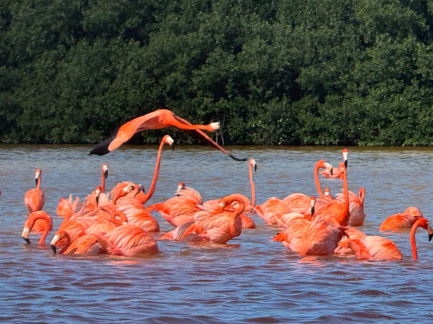 Merida: Celestun Mangroves, Pink Flamingos & Beach Boat Tour – Mérida, Mexico