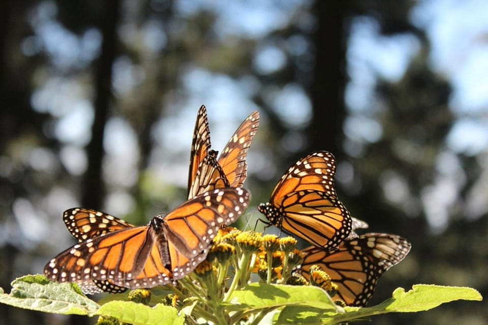 Mexico City: Monarch Butterflies, Sierra Chincua & Angangueo – Monarch Butterfly Biosphere Reserve, Mexico