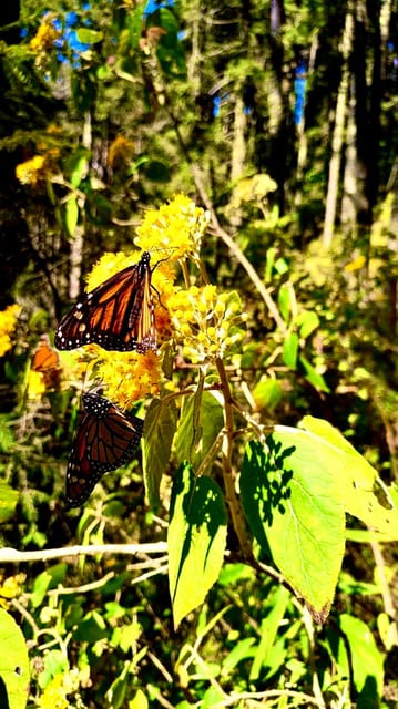 Mexico City: Monarch Butterfly Sanctuary Day Tour – Mexico City, Mexico