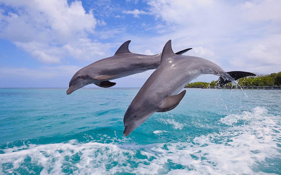 Miami: Key West Tour with Dolphin Watch & Snorkel Option – Marathon, Florida