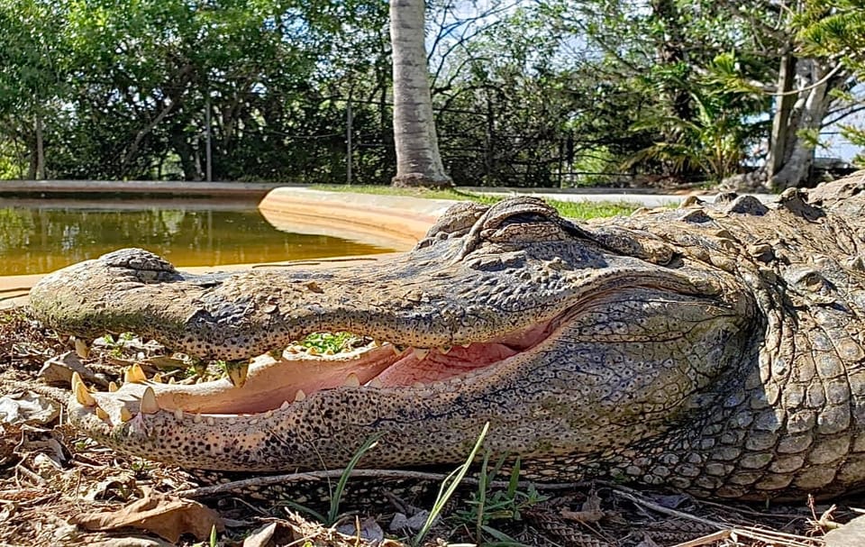 Miami: Original Everglades Airboat Tour & Alligator Exhibit – Coopertown Everglades Airboat Tour’, Florida