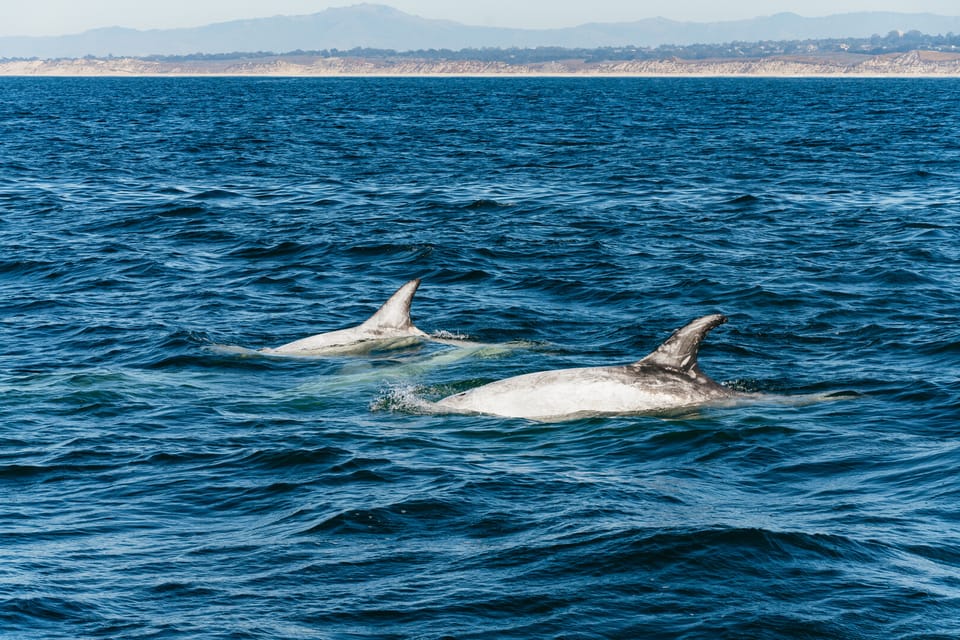 Monterey Bay: Whale Watching Tour – Monterey, California