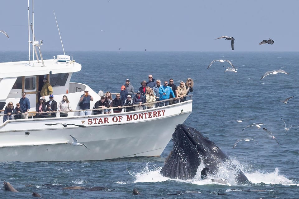 Monterey: Monterey Bay Dolphin and Whale Watching Boat Tour – California, California