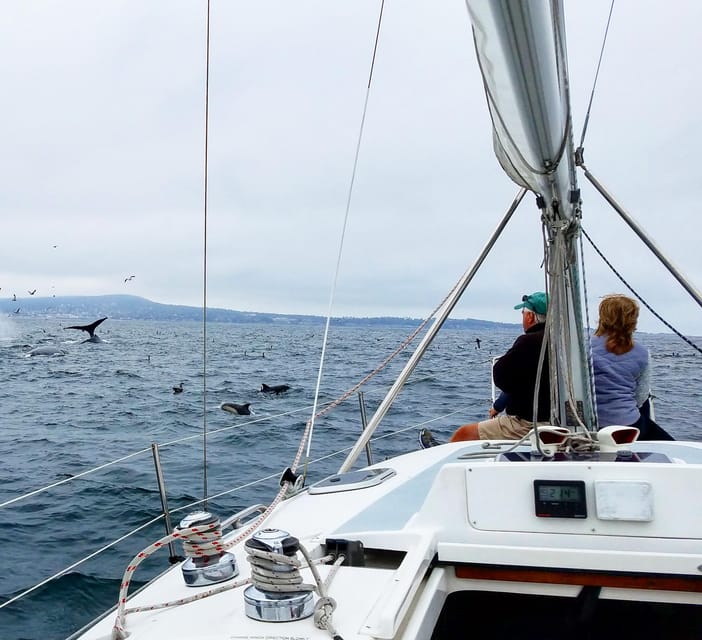 Monterey: Private Whale Watching/Sailing Tour for 6 – California, California