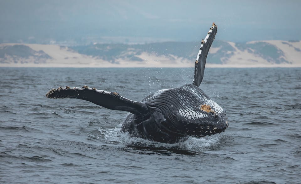 Monterey: Sunset Whale Watching Cruise with A Guide – California, California