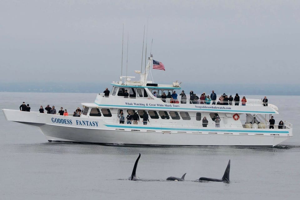 Monterey: Whale Watching Cruise – California, California