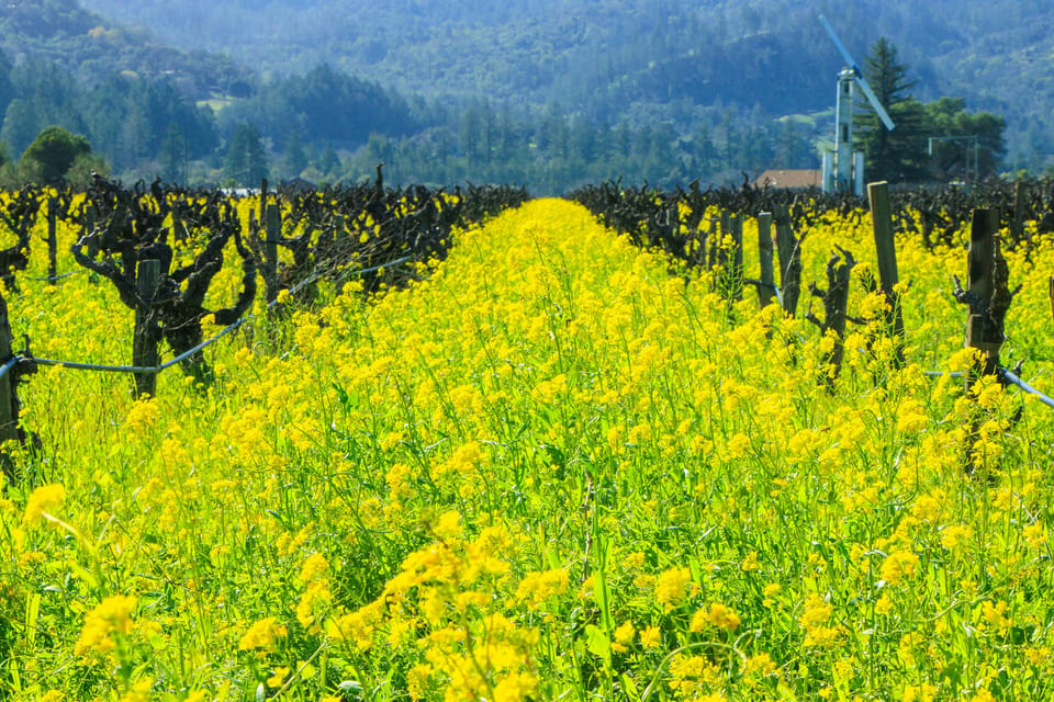 Napa Valley: Driver & Guide Service California wine country – California, California