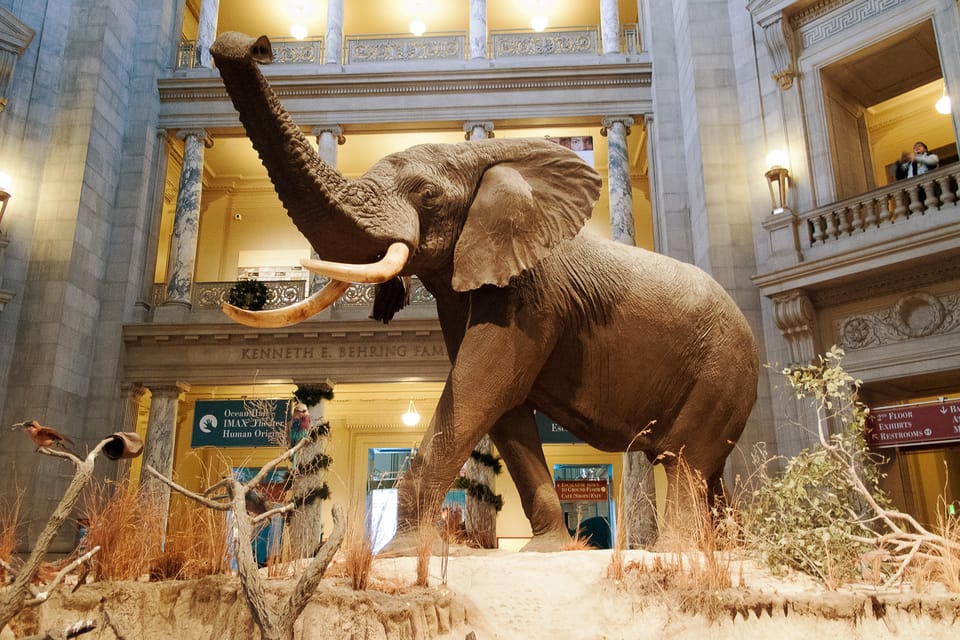 National Museum of Natural History Guided Tour – Washington DC