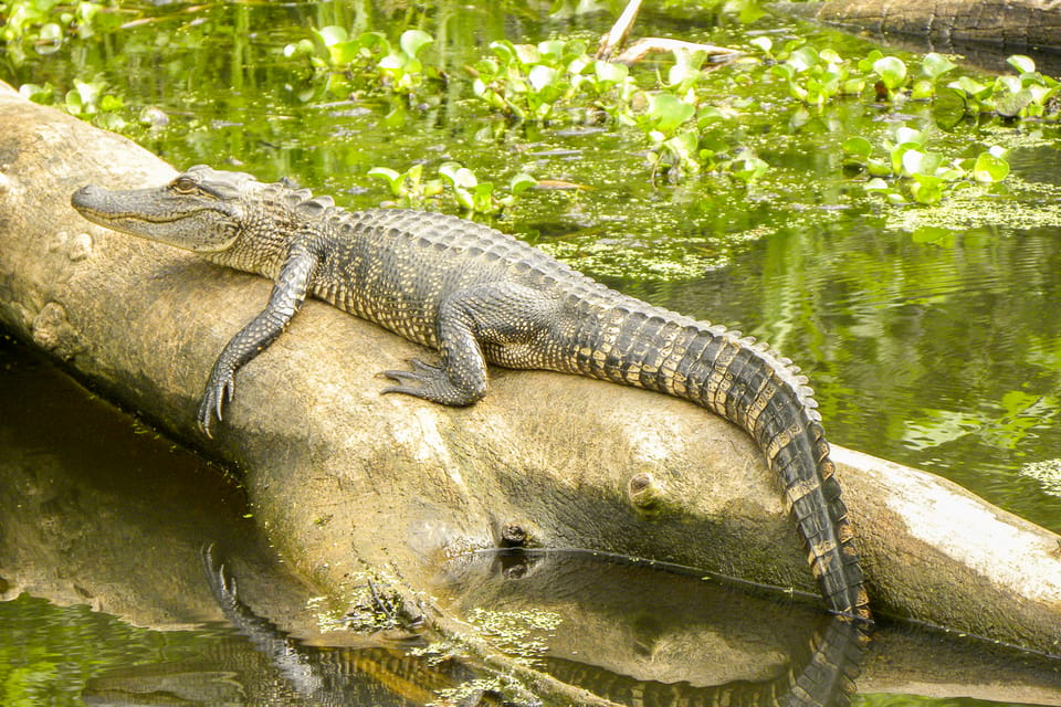 New Orleans: Manchac Bayou Swamp Cruise with Optional Pickup – Manchac Bayou, Louisiana