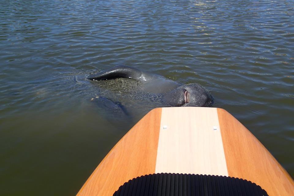 New Smyrna: Half-Day Guided SUP or Kayak Waterways Tour – New Smyrna Beach, Florida