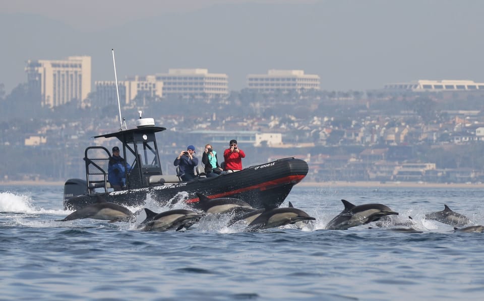 Newport Beach: Ultimate Whale Watching Adventure – Newport Beach, California