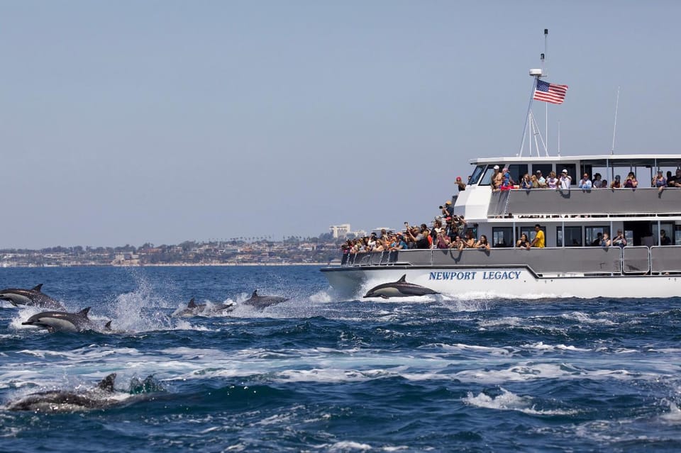 Newport Beach: Whale and Dolphin-Watching Cruise – Newport Beach, California