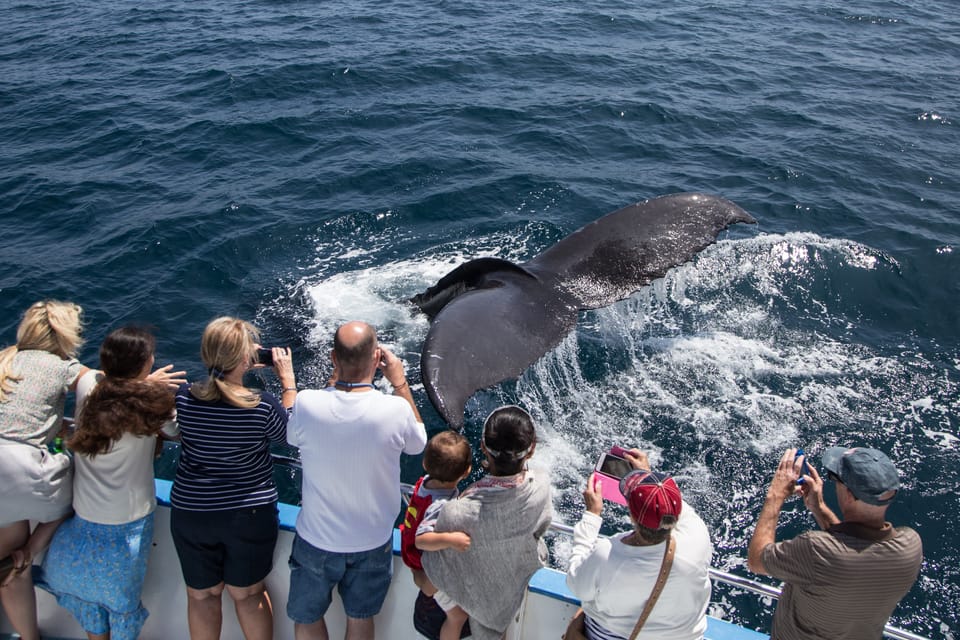 Newport Beach: Year-Round Whale Watching Cruise – Newport Beach, California