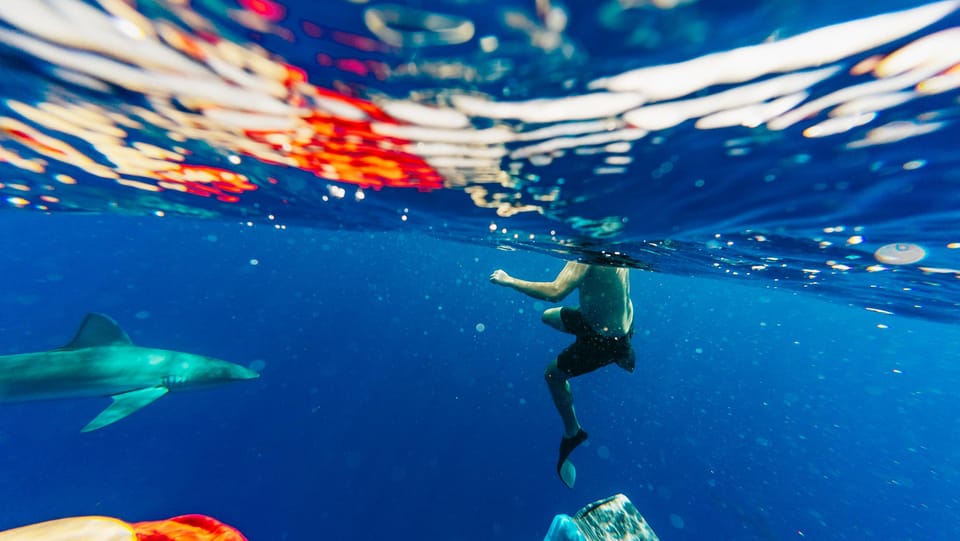 Oahu: North Shore Cageless Shark Snorkeling Tour – Haleiwa, Hawaii