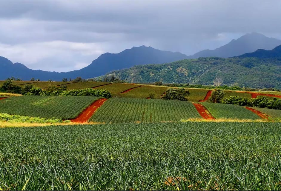 Oahu: North Shore Dole Pineapple Farm Tour – Wahiawa, Hawaii