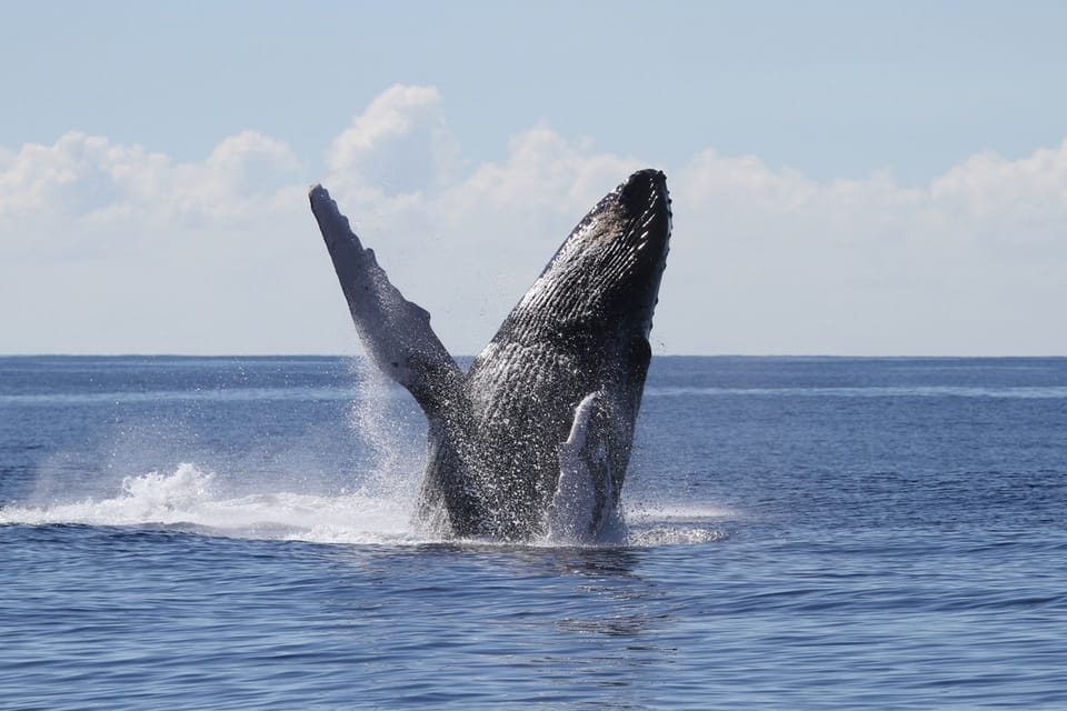 Oahu: Seasonal Whale Watch Cruise – Hawaii, Hawaii