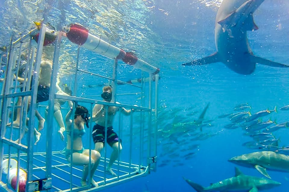 Oahu: Shark Cage Dive on the North Shore – Honolulu, Hawaii