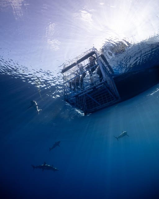 Oahu: Shark Cage Diving Experience – Haleiwa, Hawaii