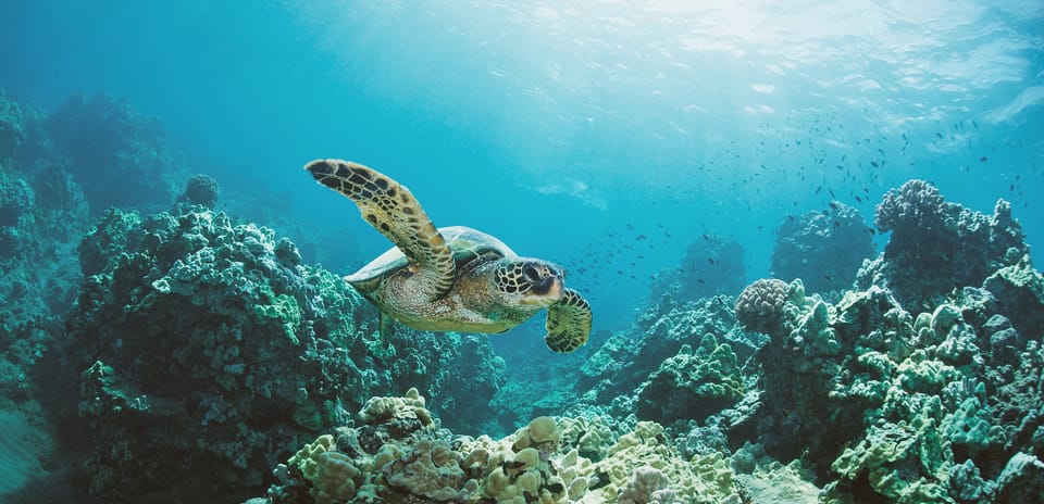 Oahu: Turtle Canyon Snorkeling Boat Tour – Honolulu, Hawaii