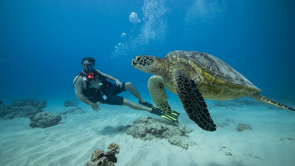 Oahu: Waikiki Discovery Scuba Diving for Beginners – Honolulu, Hawaii