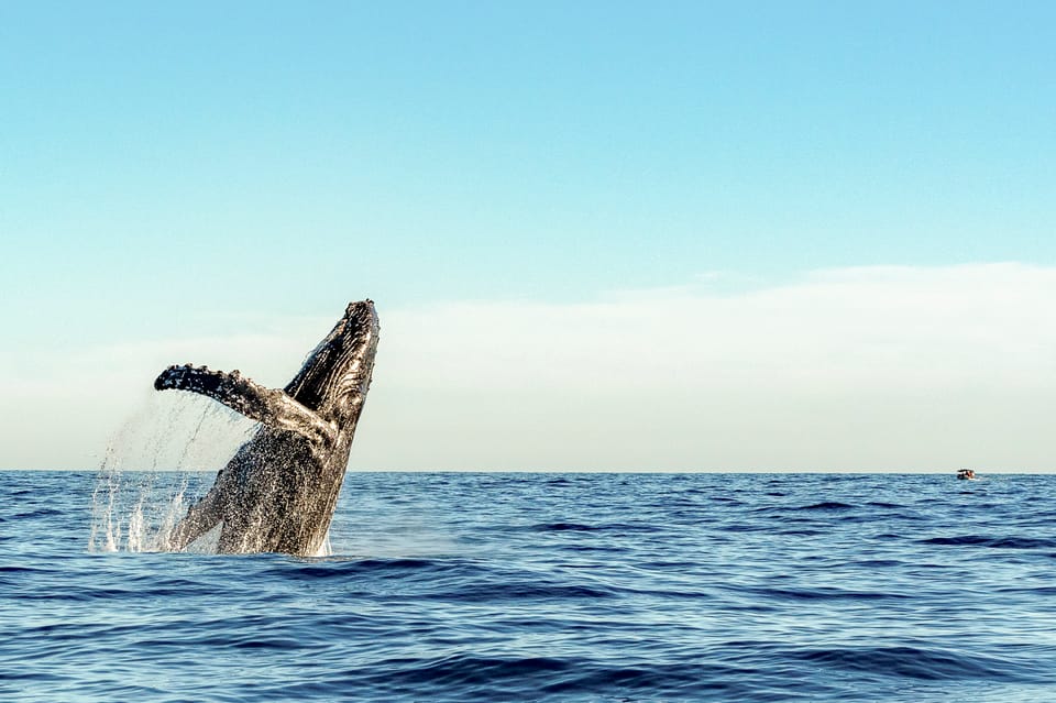 Oahu: Waikiki Eco-Friendly Afternoon Whale Watching Trip – Honolulu, Hawaii