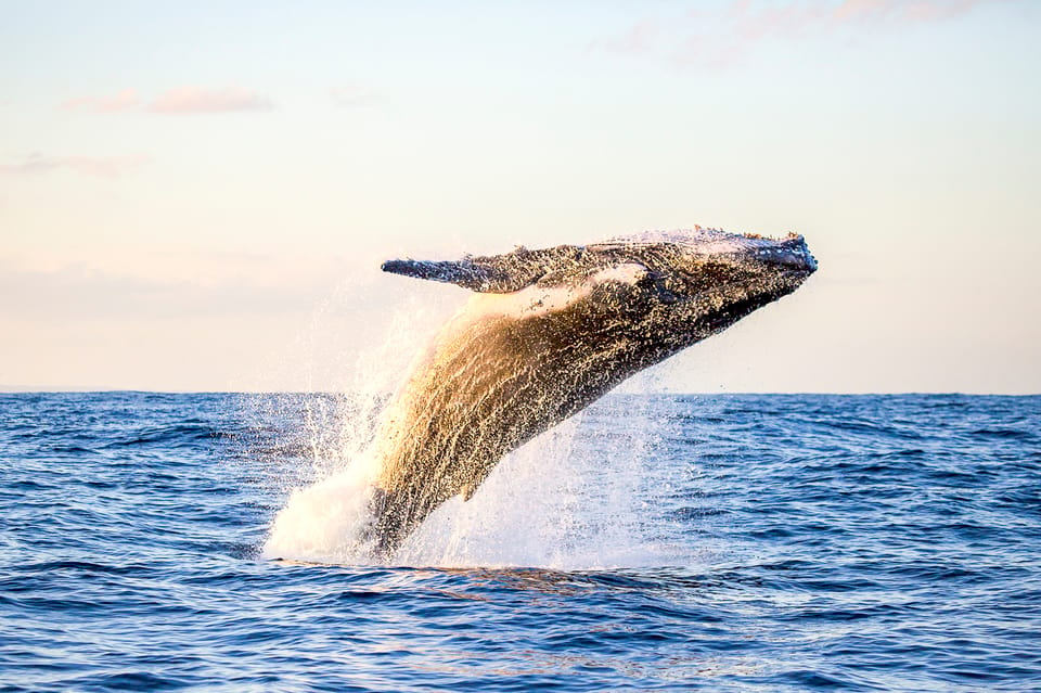 Oahu: Waikiki Eco-Friendly Morning Whale Watching Cruise – Honolulu, Hawaii