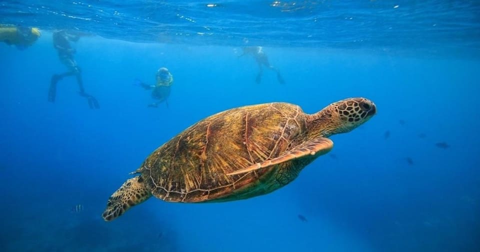 Oahu: Waikiki Turtle Canyons Cruise and Snorkel Excursion – Honolulu, Hawaii