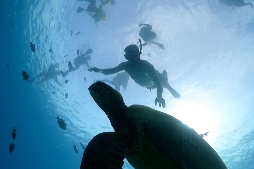 Oahu: Waikiki Turtle Snorkeling Adventure Cruise – Honolulu, Hawaii