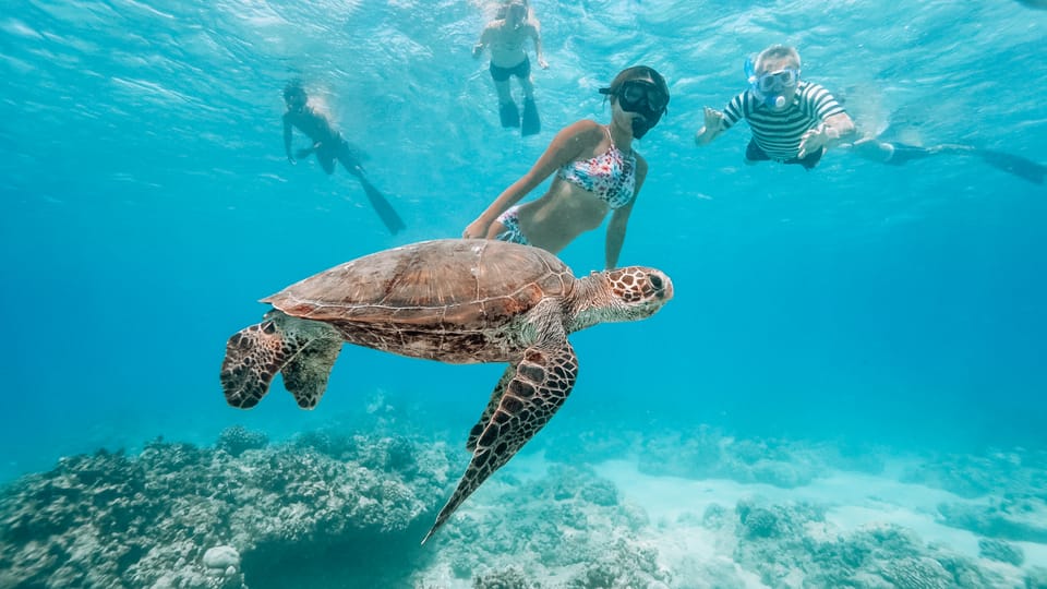 Oahu: Waikiki Turtle Snorkeling Adventure – Honolulu, Hawaii