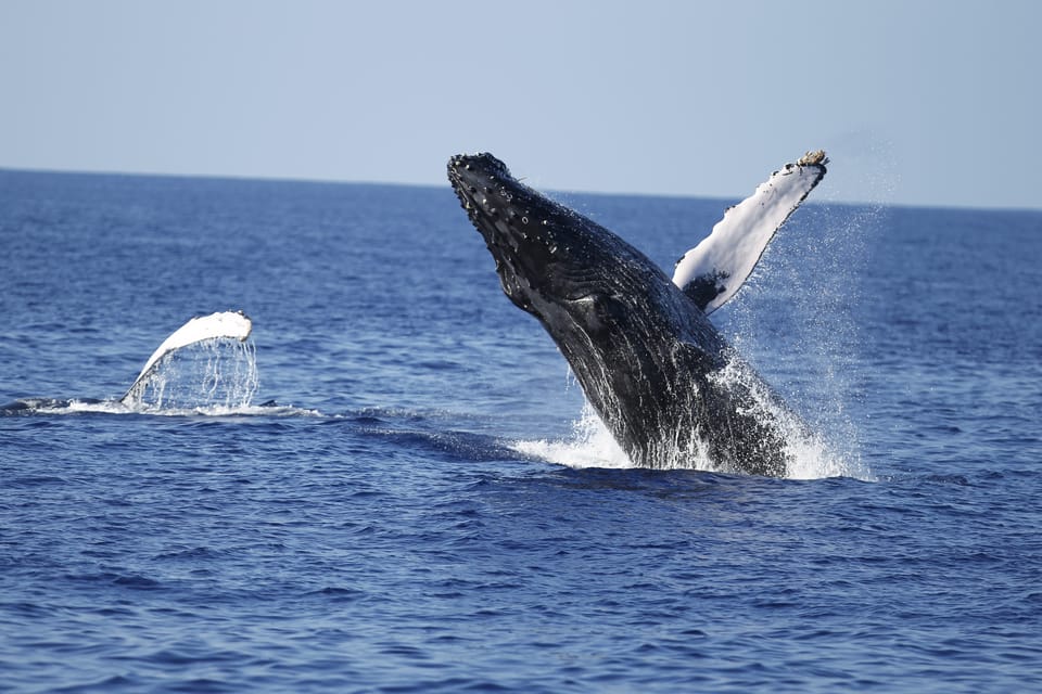 Oahu: Waikiki Whale Watching Tour-Donut and Coffee Included – Honolulu, Hawaii