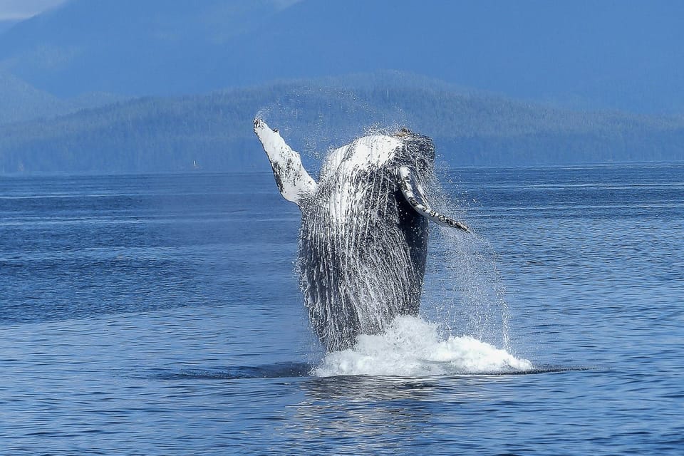 Oahu: Whale Watching Afternoon Sailing Cruise – Honolulu, Hawaii