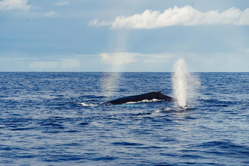 Oahu: Whale Watching Cruise from Waikiki – Honolulu, Hawaii