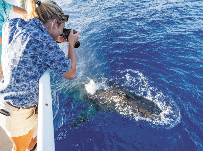 Oahu: Whale Watching Excursion from Ala Wai Harbor – Honolulu, Hawaii