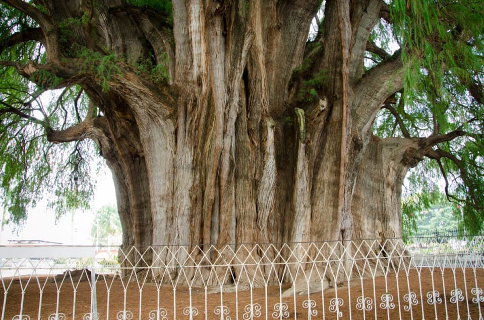 Oaxaca: El Tule tree, Teotitlan Village & Mezcal Tour – Santa María del Tule, Mexico