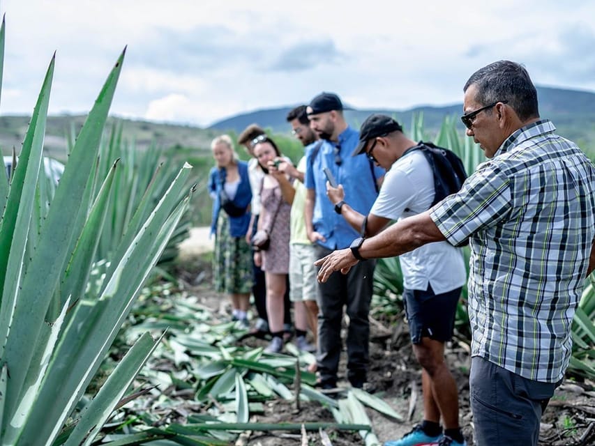 Oaxaca: Mezcal Distillery Tour with Tastings – Oaxaca de Juarez, Mexico