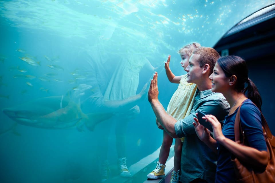 Orlando: SEA LIFE Orlando Aquarium – Orlando, Florida