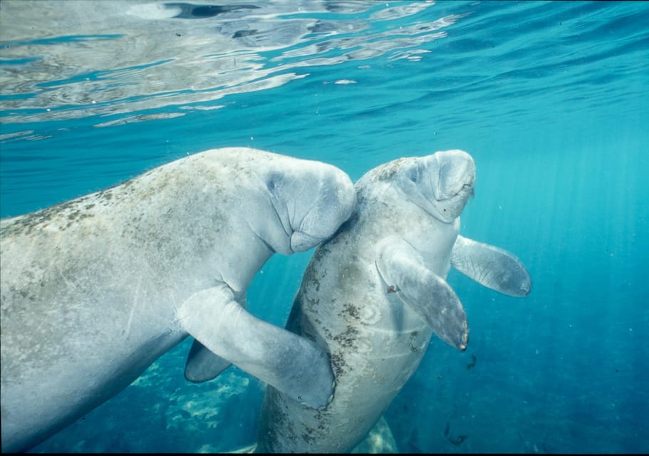 Orlando: Swim with Manatees and Homosassa State Park Visit – Orlando, Florida