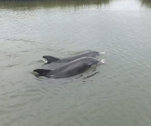 PRIVATE 2HR DOLPHIN CRUISE – Morris Island Lighthouse, South Carolina