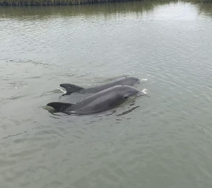 PRIVATE 2HR DOLPHIN CRUISE – Morris Island Lighthouse, South Carolina