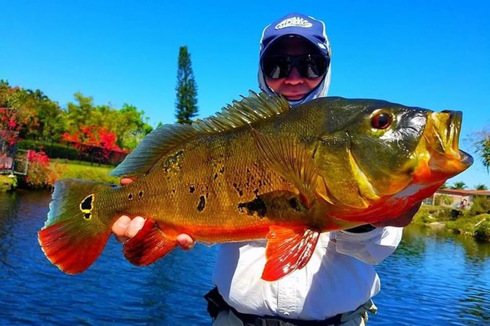 Peacock Bass Fishing Trips Near Miami Florida – Miami, Florida