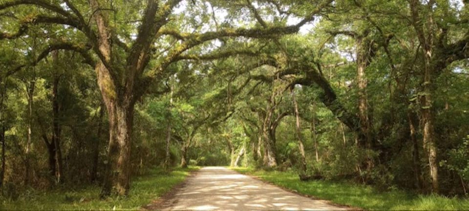 Pearlington: River Boat Cruise and Swamp Walk Tour – Pearlington, Mississippi