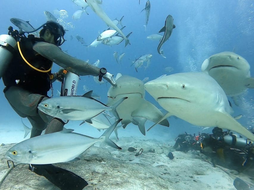 Playa del Carmen: Bull Shark Feeding for Certified Divers – Playa del Carmen, Mexico