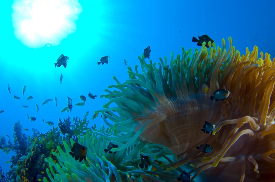 Playa del Carmen: Dive into our Local Reefs Today! – Playa del Carmen, Mexico