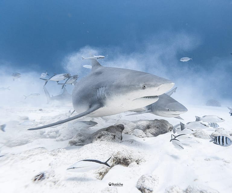 Playa del Carmen: Diving with Bull Sharks – Playa del Carmen, Mexico