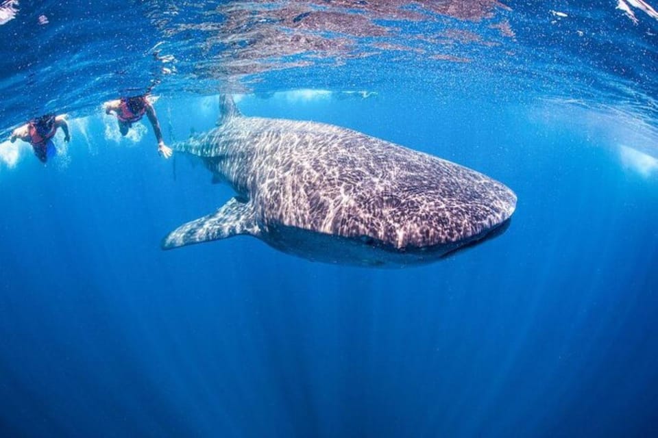 Playa del Carmen:Whale shark Experience in the Caribbean Sea – Contoy Island, Mexico