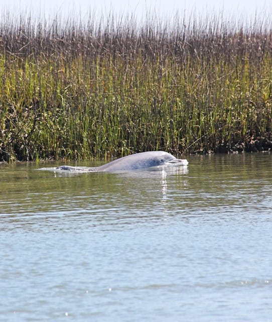 Port Royal Sound: Private Boat Charter with Dolphin Watching – Hilton Head Island, South Carolina